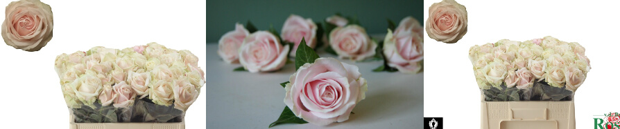 Τριαντάφυλλα Ροζ  Προσφορά