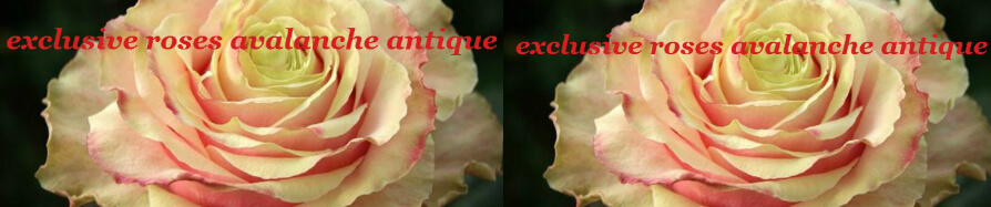Exclusive "Avalanche Antique" (31) stems Roses 