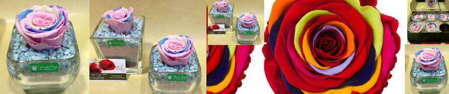 Rainbow Preserved Roses Offer