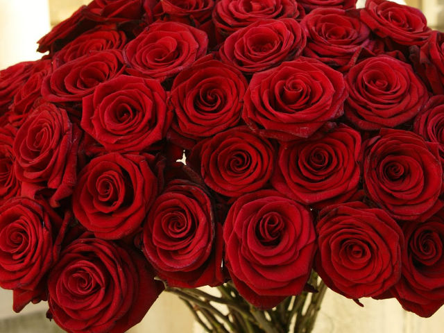 red_roses_offer_4cpn-z4.jpg