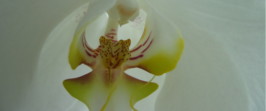 Αγοράστε Λουλούδια Έξυπνα... Δυναμική Πώληση!