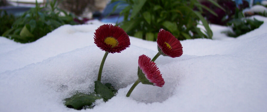 Buy Flowers Smart ... Dynamic Sales !!!