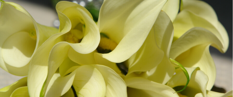 Λουλούδια Από Όλο Τον Κόσμο Εξαιρετική Ποιότητα