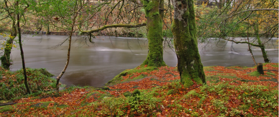 Αποστολή Λουλουδιών Εύκολα Γρήγορα. Ασφαλείς Πληρωμές.