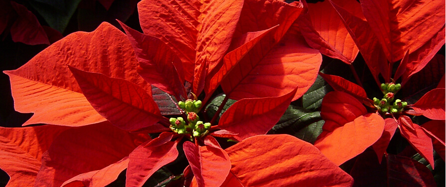 Supreme Quality ... Flowers From All Over The World !!!