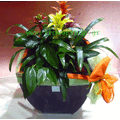 Plants -  Plant arrangements