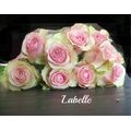 Roses pink