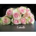 Roses pink