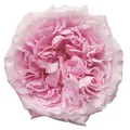 Exclusive Roses