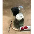 4ever Roses...Preserved Roses