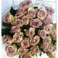 Roses Purple