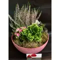 Plants-Plant Arrangements