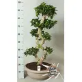 Plants Bonsai