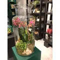 Plants in glass vases
