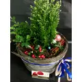Christmas plants