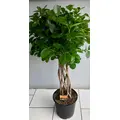 PLANTS