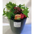 Autumn Plants & Plant Arrangements