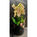 Plants orchids