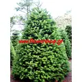 Christmas Trees