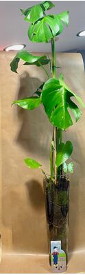 Plant Monstera Deliciosa in glass vase 40cmx14cm. Exclusive.