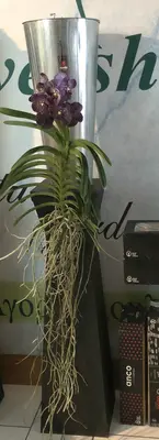 Vanda Orchid in glass vase