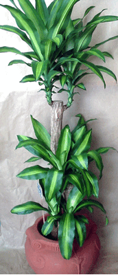 Plant dracaena messengana
