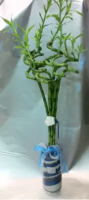 Arrangement with lucky baboo in vase