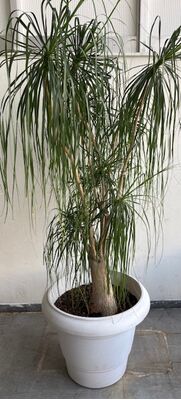 Φυτό Beaucarnea Nolina  ύψους περ.2.20m. σε ποιοτική γλάστρα. Ηλικία (30+) έτη.