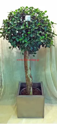Φυτό Φίκος Panda ή Nitida ύψους περ.1.80m. σε set με το μεταλικό δοχείο