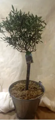 Olea Europaea Plant Πολυτελής