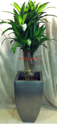Φυτό Δράκαινα Massangeana Branched ύψους περ.2,00m. σε set με το μεταλικό δοχείο