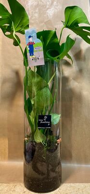 Plant Monstera Deliciosa in cylinder glass vase 60cmx20cm. Exclusive.