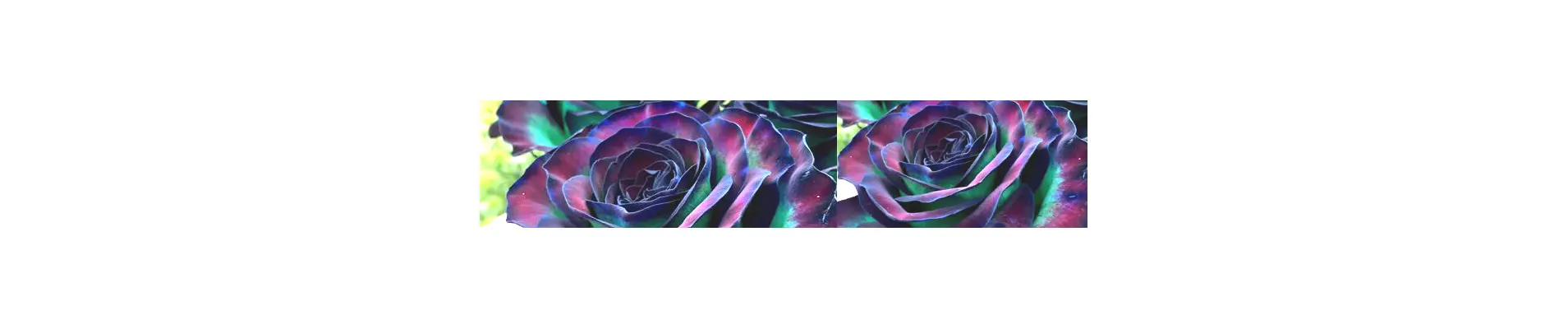 Exclusive "Galaxy"