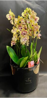 Phalaenopsis orchid plants. (5 pieces/2 spikes of flowers each) Super Offer!!! In  pot!!!  (Only for Athens-Attica Region)