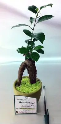 Ficus "ginseng" plant in fine ceramic pot!!!