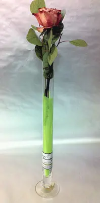 "ΟΝΕ"  rose