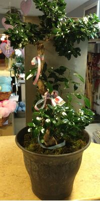 Μπονσάι φίκος συνολικού ύψους περ. 1,00μ.Ιδιαίτερο και πανέμορφο!! S-form.Special Pot.