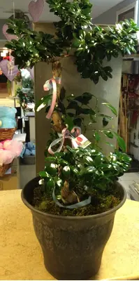 Bonsai exclusive S-form.Special Pot