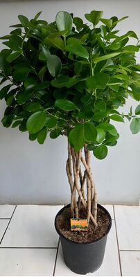 Ficus Moclame Microcarpa Shaped Stems !!! Height appr. 110cm.