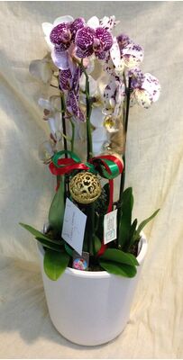 Orchids in Ceramic Pot  & Decoration