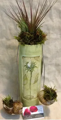 Αερόφυτα "Tillandsias" Σε Διακοσμητικό Βάζο & Σαλιγκάρια (κέλυφος) φυτεμένα. Εξτρα Σπέσιαλ !!!