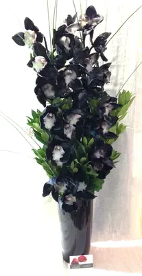 Βάζο με ορχιδέες Cymbidium μαύρες σε μοντέρνο βάζο. "Χρωματισμένες"
