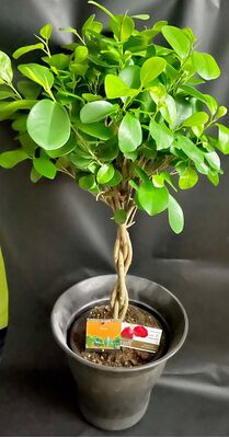 Ficus Microcarpa-Moclame (1) Plant In Quality Pot Or Basket. (90)cm Height  "Twisted"