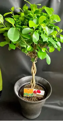 Ficus Microcarpa-Moclame (1) Φυτό Σε Ποιοτική Γλάστρα ή Καλάθι. (90)cm Ύψος "Twisted"