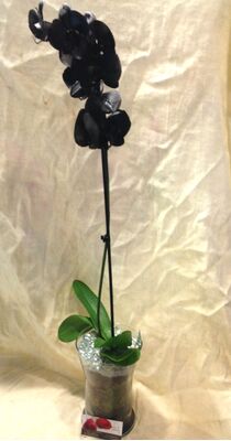 Phalaenopsis Black Dyed In Vase.