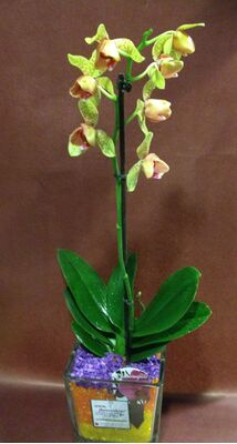 Ορχιδέα φαλαίνοψις σε γυάλινο βάζο