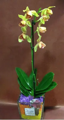 Phalaenopsis orchid in glass vase
