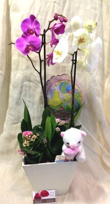Arrangement  with Orchids + Plants In Artstone Pot + Accessories