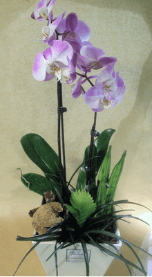 Orchid phalaenopsis plant "(2)flower spikes" + Tillandsia and decoration