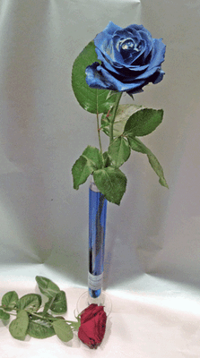 One Single Exclusive Rose in glass tube or other vase!!!
